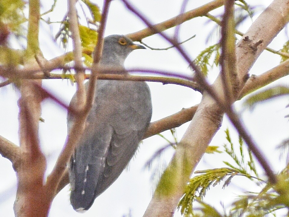 Common Cuckoo - ML617596875