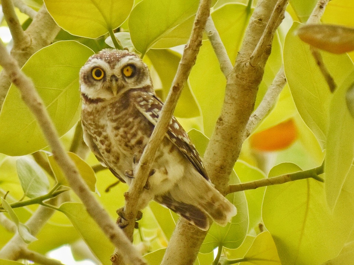 Spotted Owlet - ML617596897
