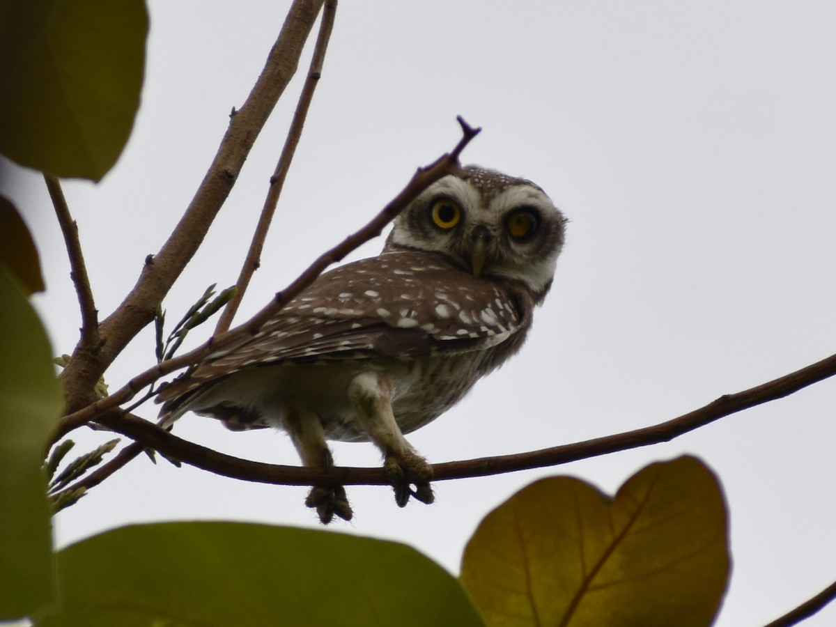Spotted Owlet - ML617596898