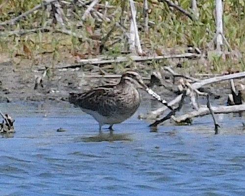 Wilson's Snipe - Ted Wolff