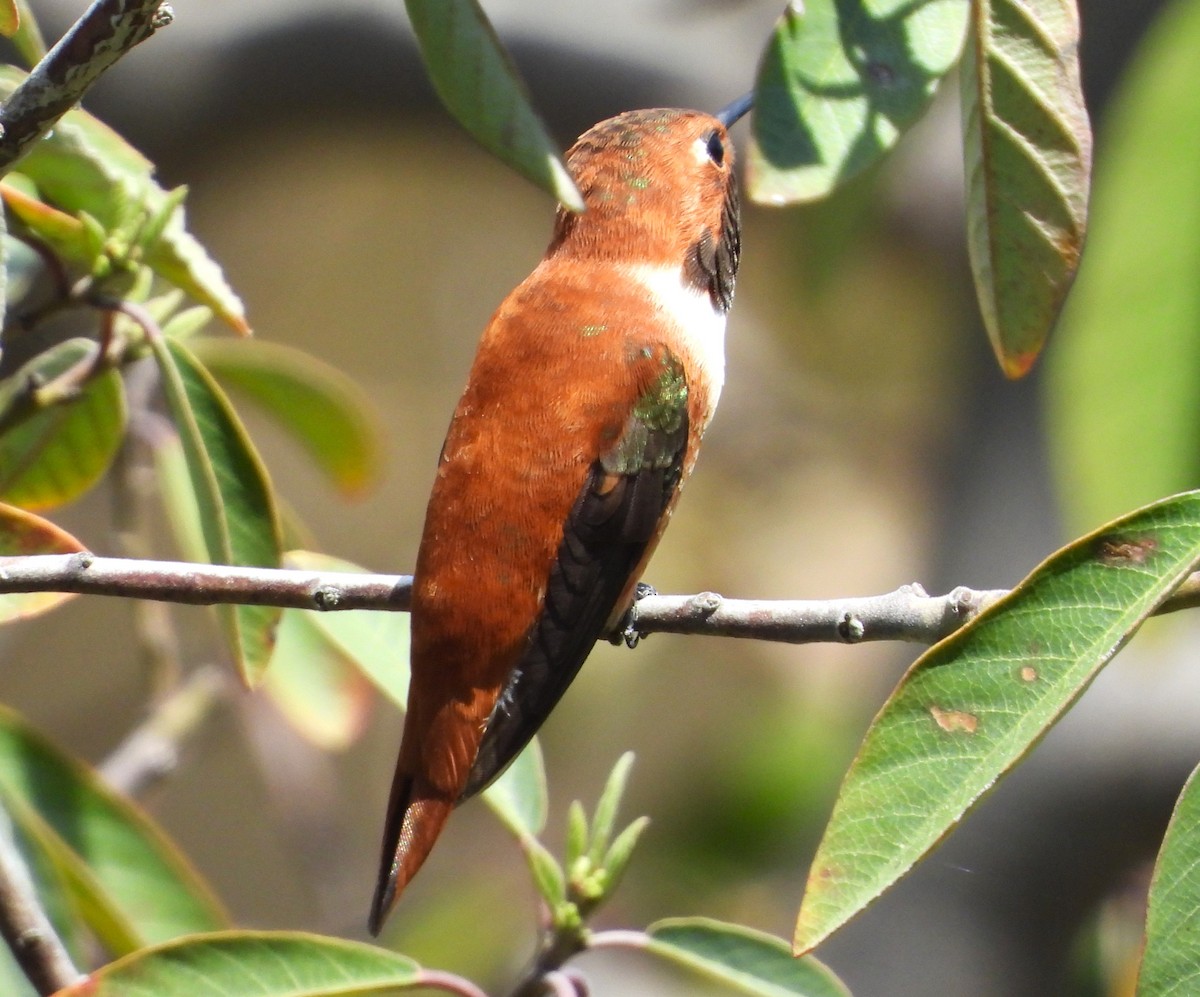 Rufous Hummingbird - ML617596939