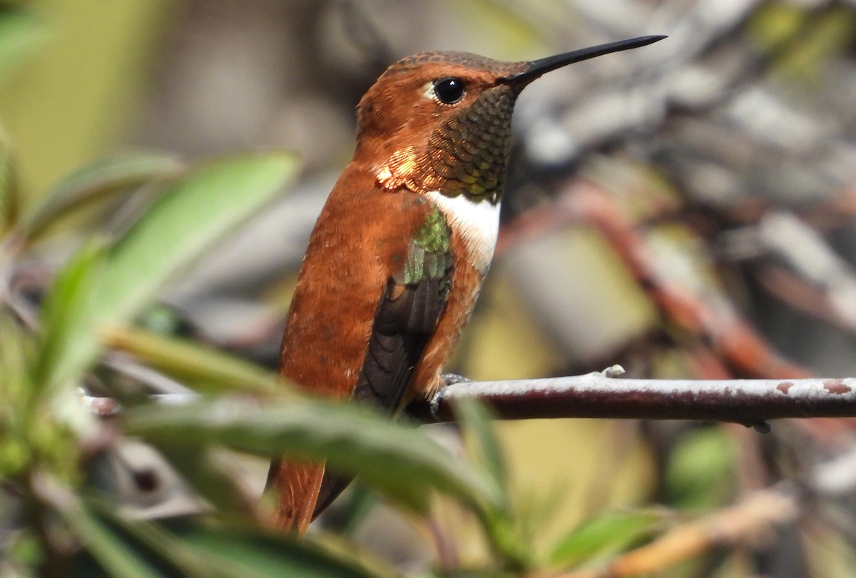 Rufous Hummingbird - ML617596944