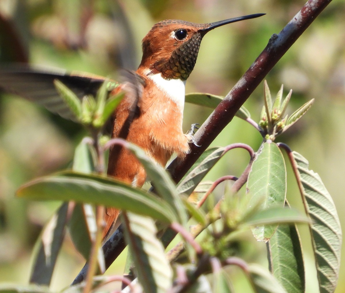 Rufous Hummingbird - ML617596945