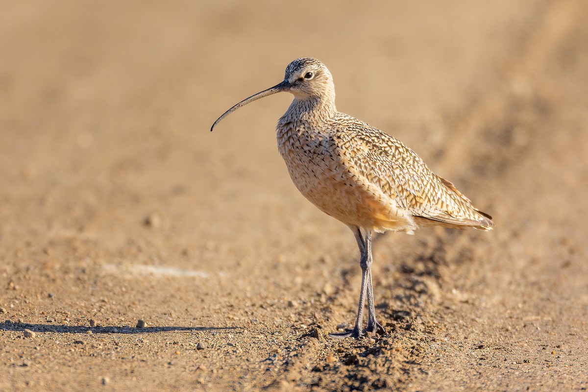 Long-billed Curlew - ML617596986