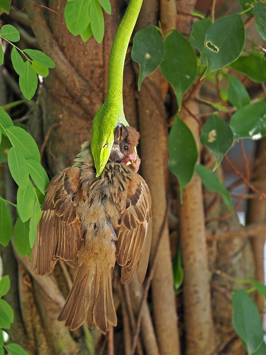 Eurasian Tree Sparrow - ML617596994