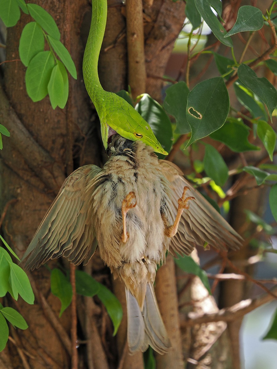 Eurasian Tree Sparrow - ML617596995
