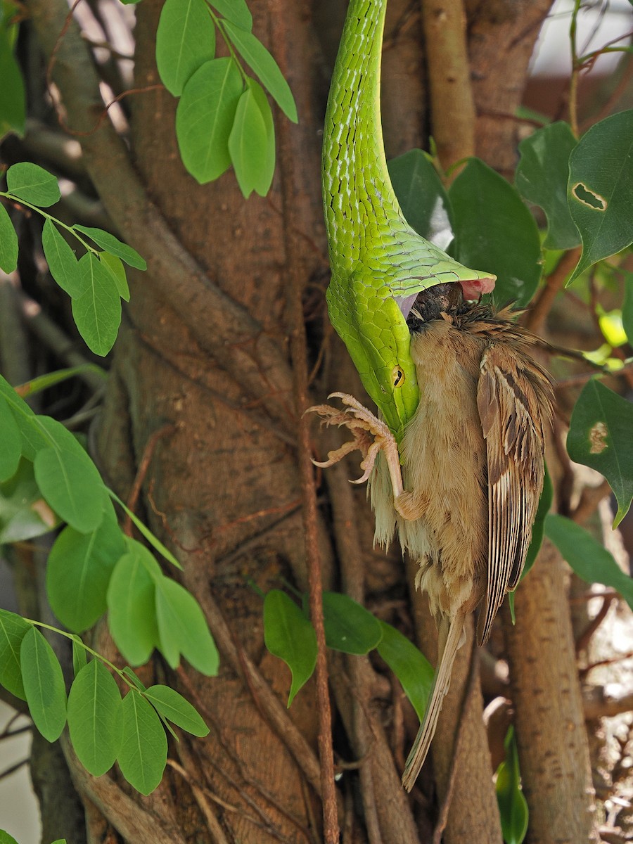 Eurasian Tree Sparrow - ML617596996