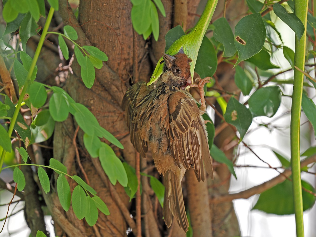 Eurasian Tree Sparrow - ML617596999