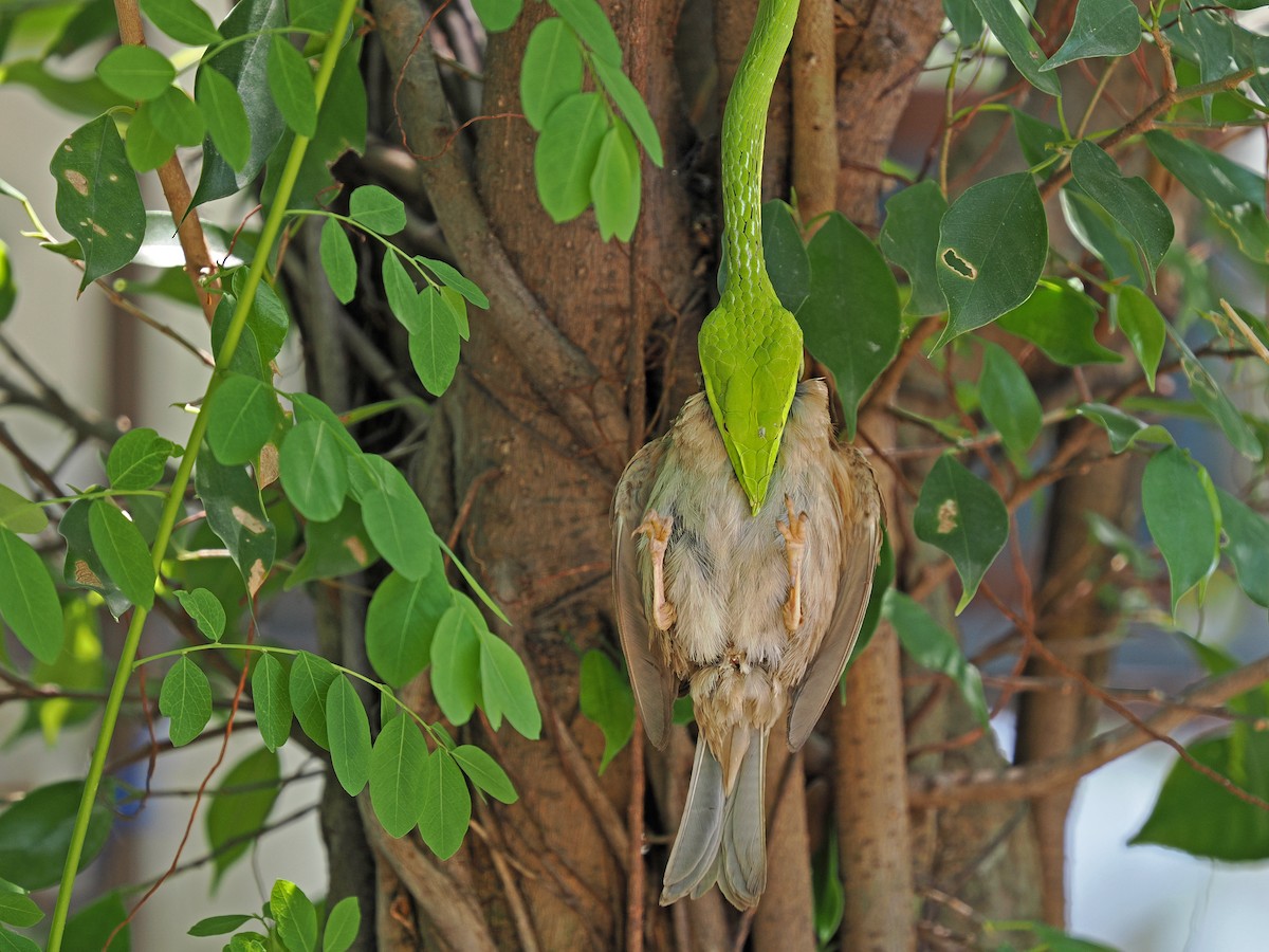 Eurasian Tree Sparrow - ML617597000