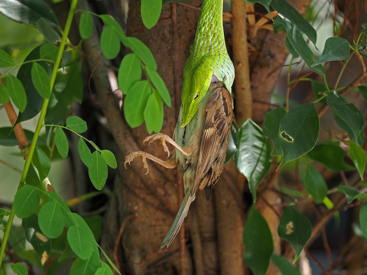 Eurasian Tree Sparrow - James Eaton