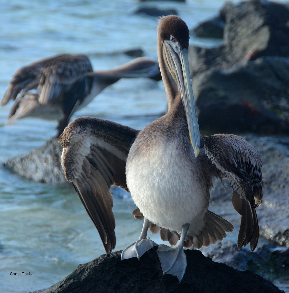 Brown Pelican - sonja raub