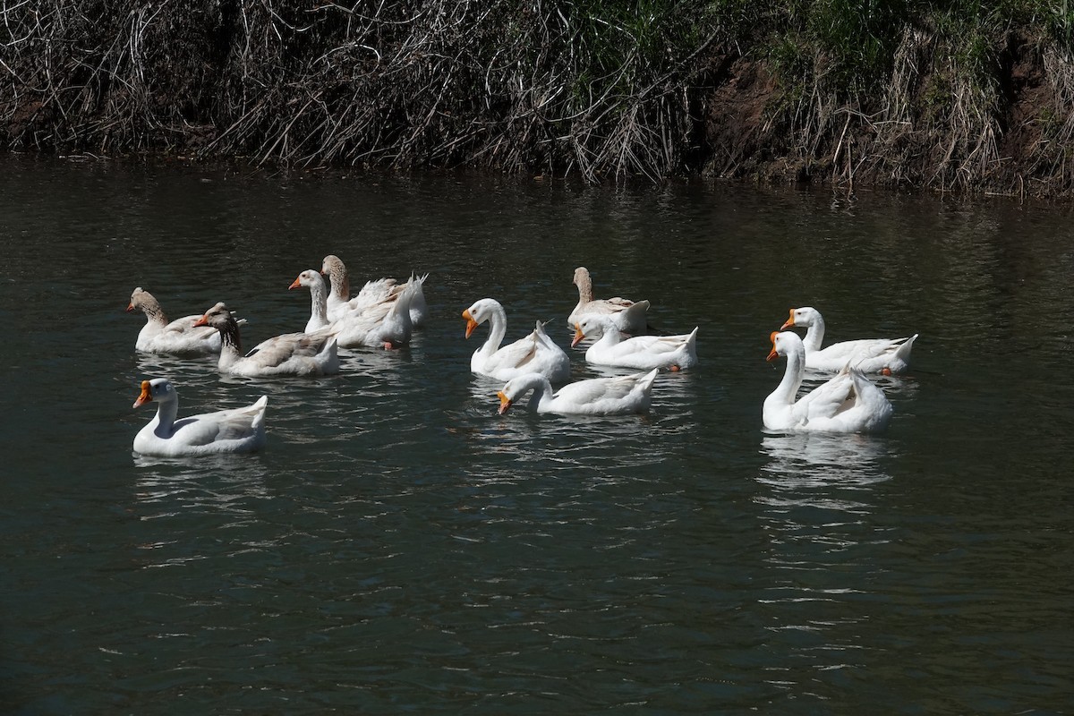 Domestic goose sp. (Domestic type) - Cliff Cordy