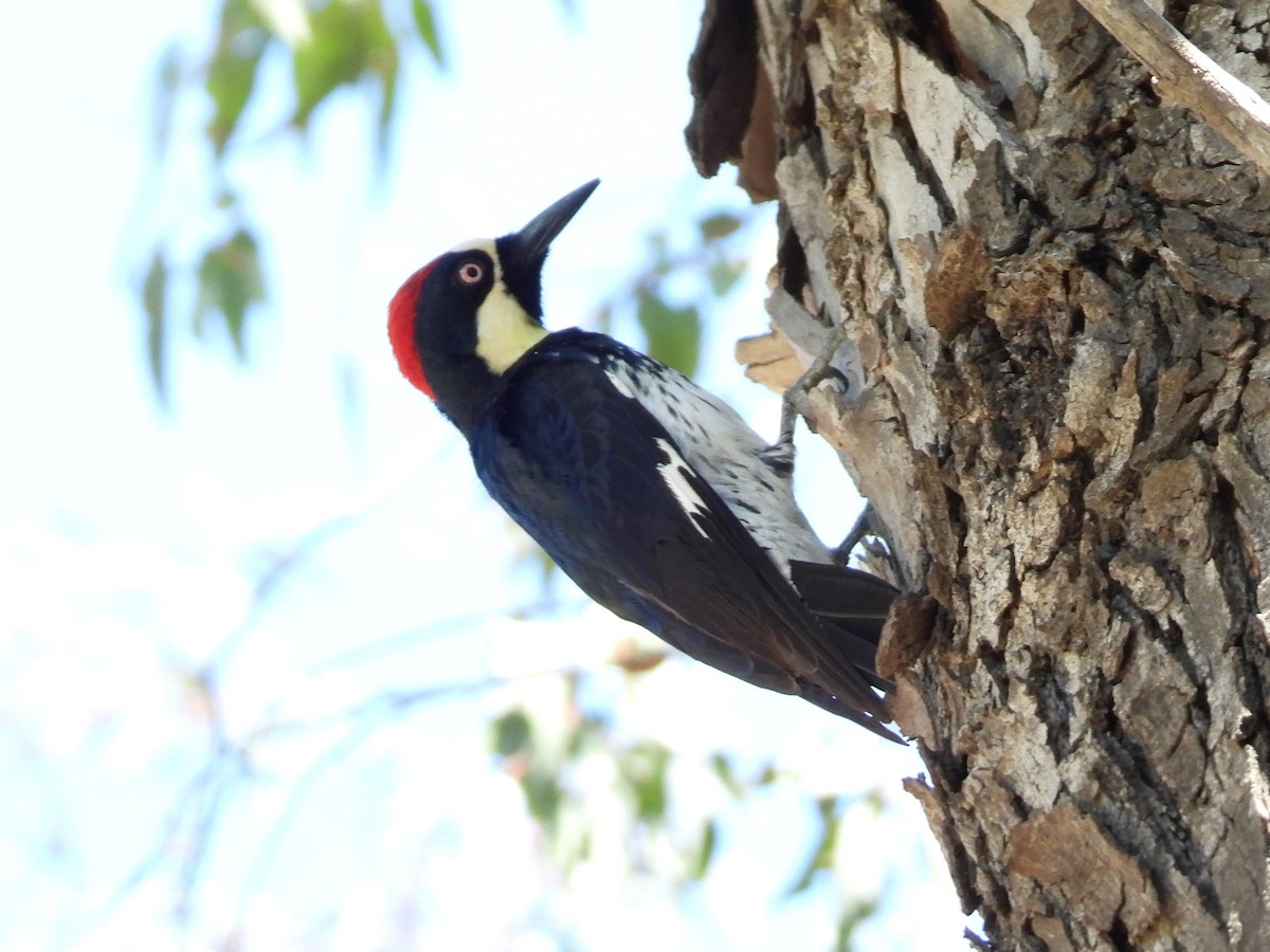Acorn Woodpecker - ML617597173