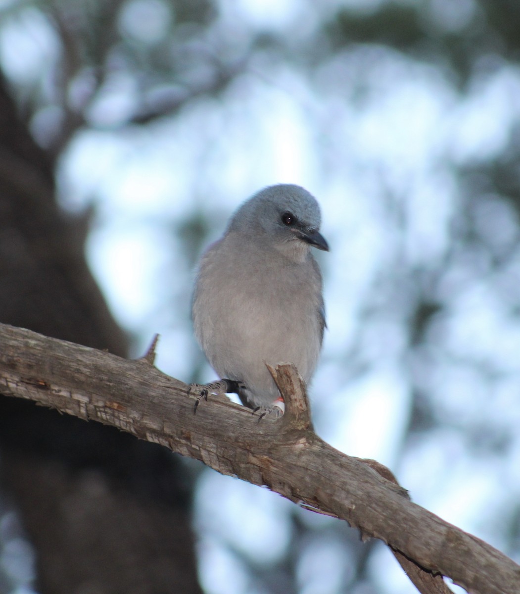 Mexican Jay - ML617597178
