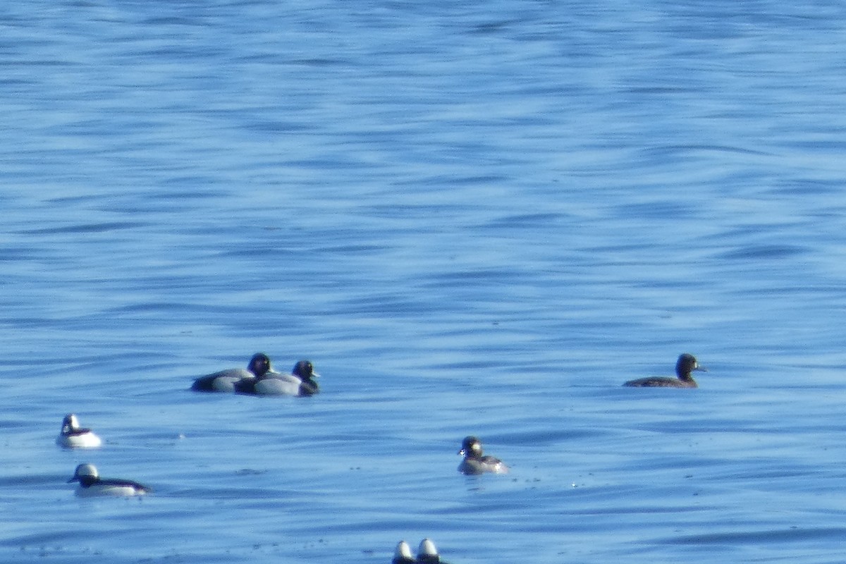 Greater/Lesser Scaup - ML617597182
