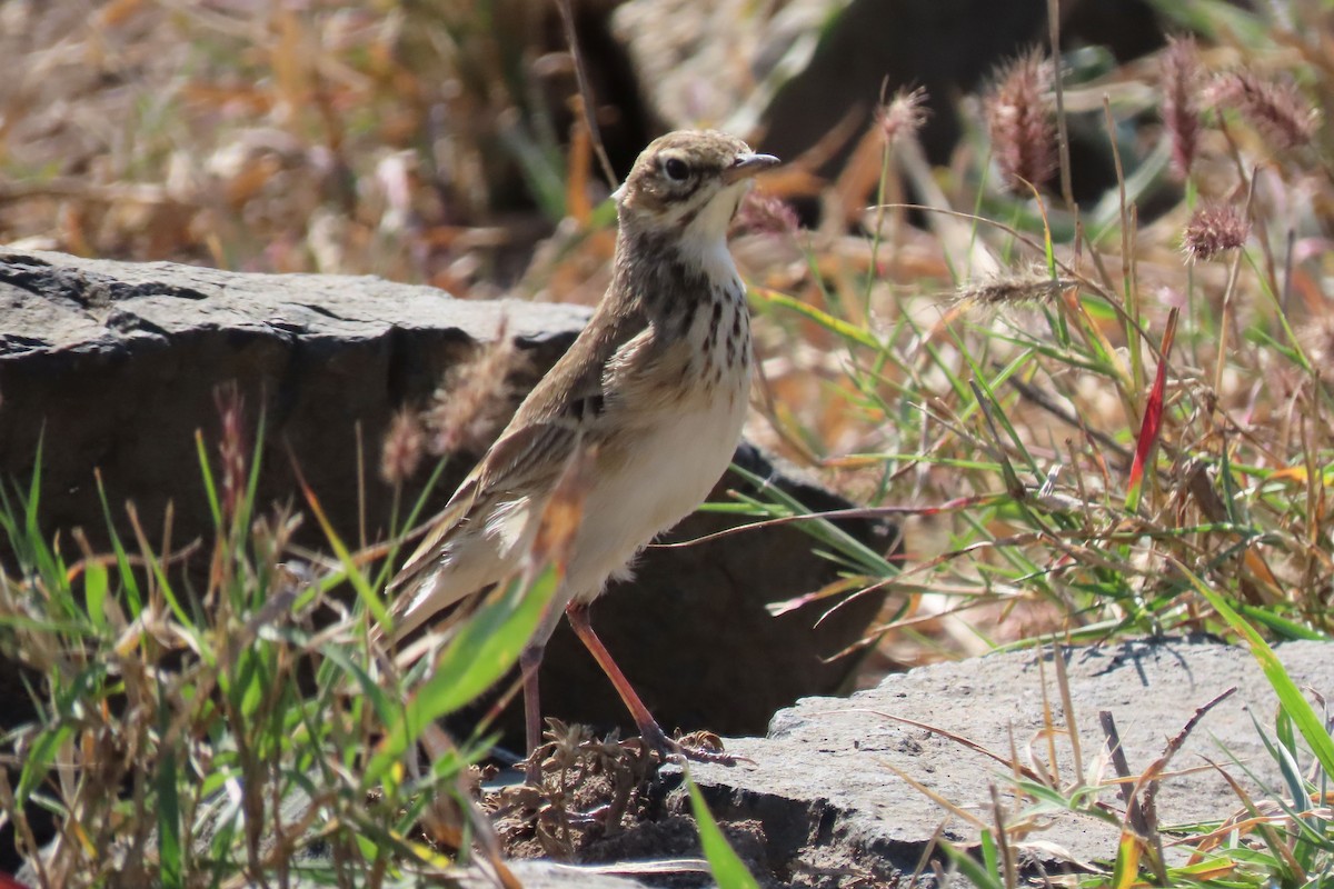 African Pipit - ML617597184