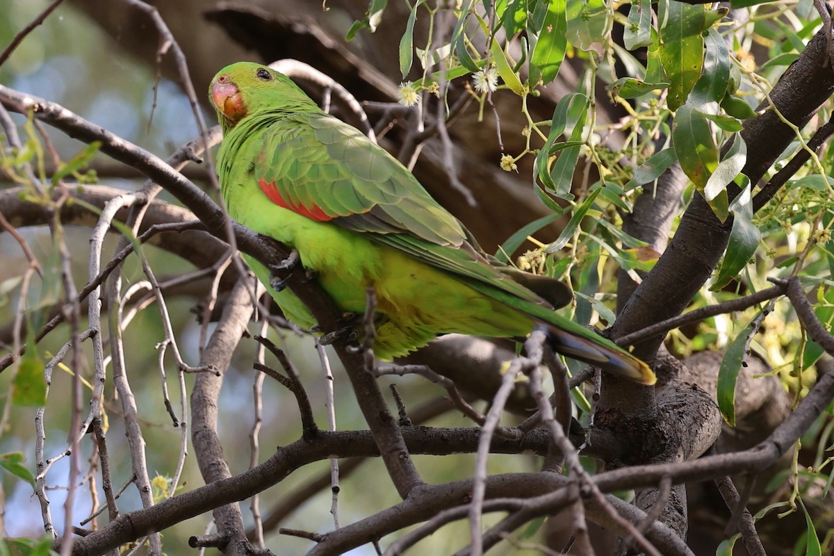 Red-winged Parrot - ML617597185