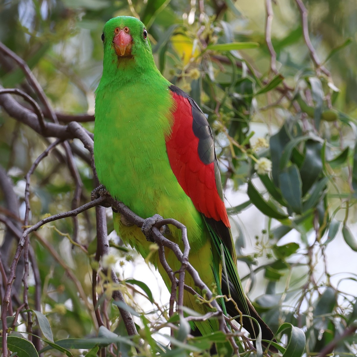 Red-winged Parrot - ML617597186