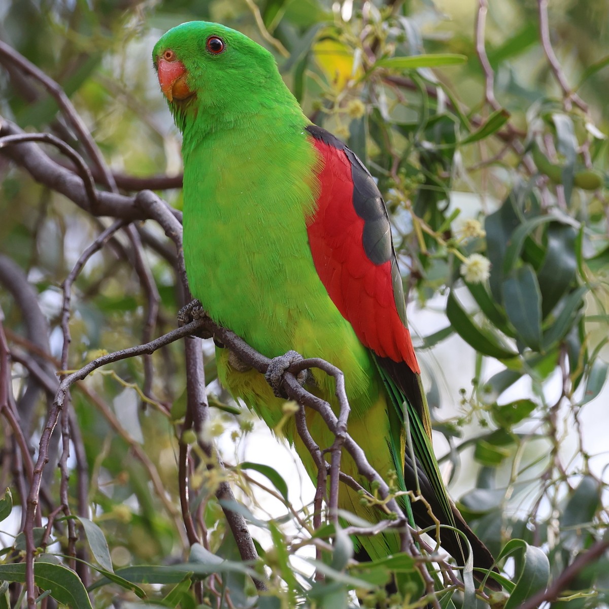 Red-winged Parrot - Chris Chapman