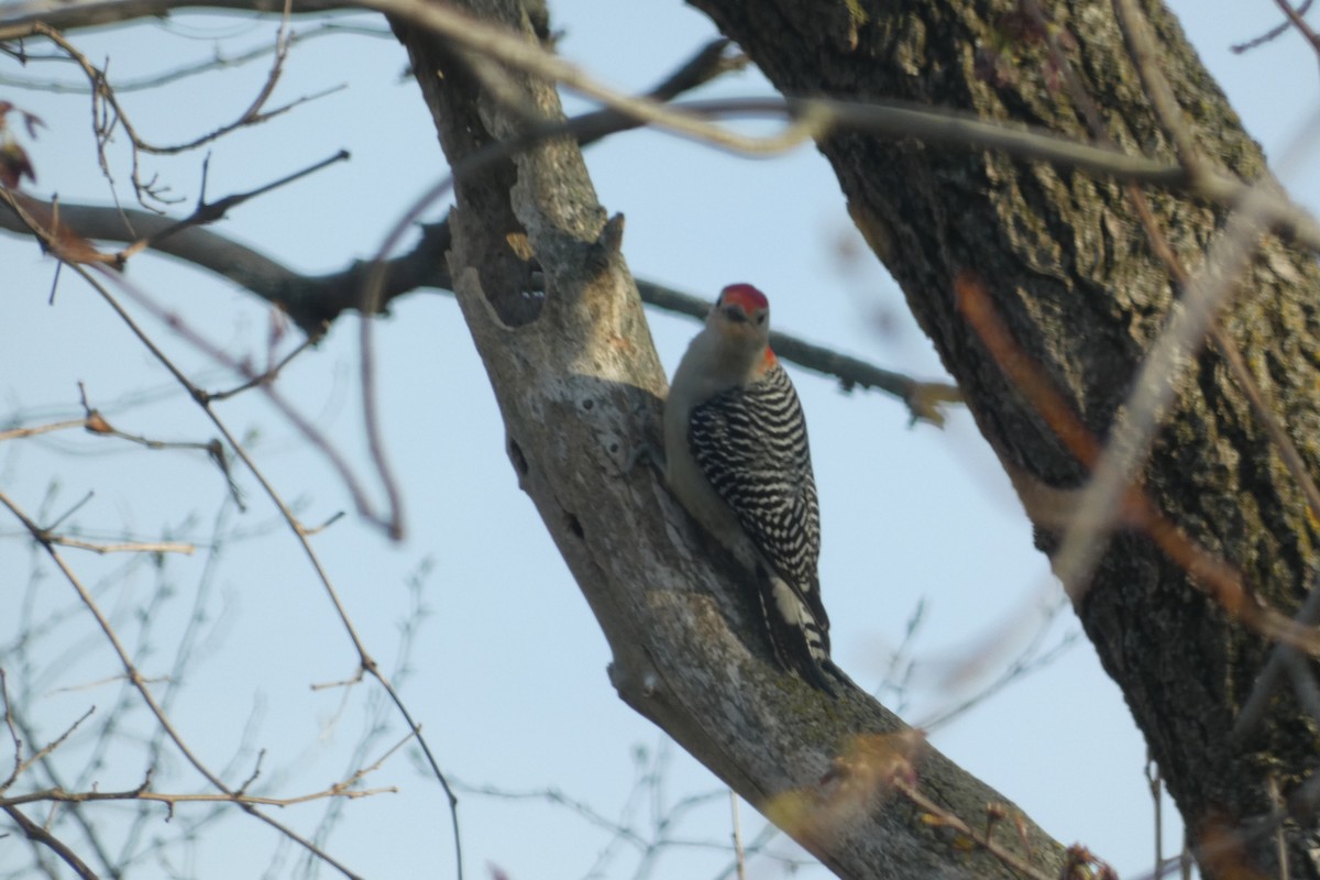 Red-bellied Woodpecker - ML617597202
