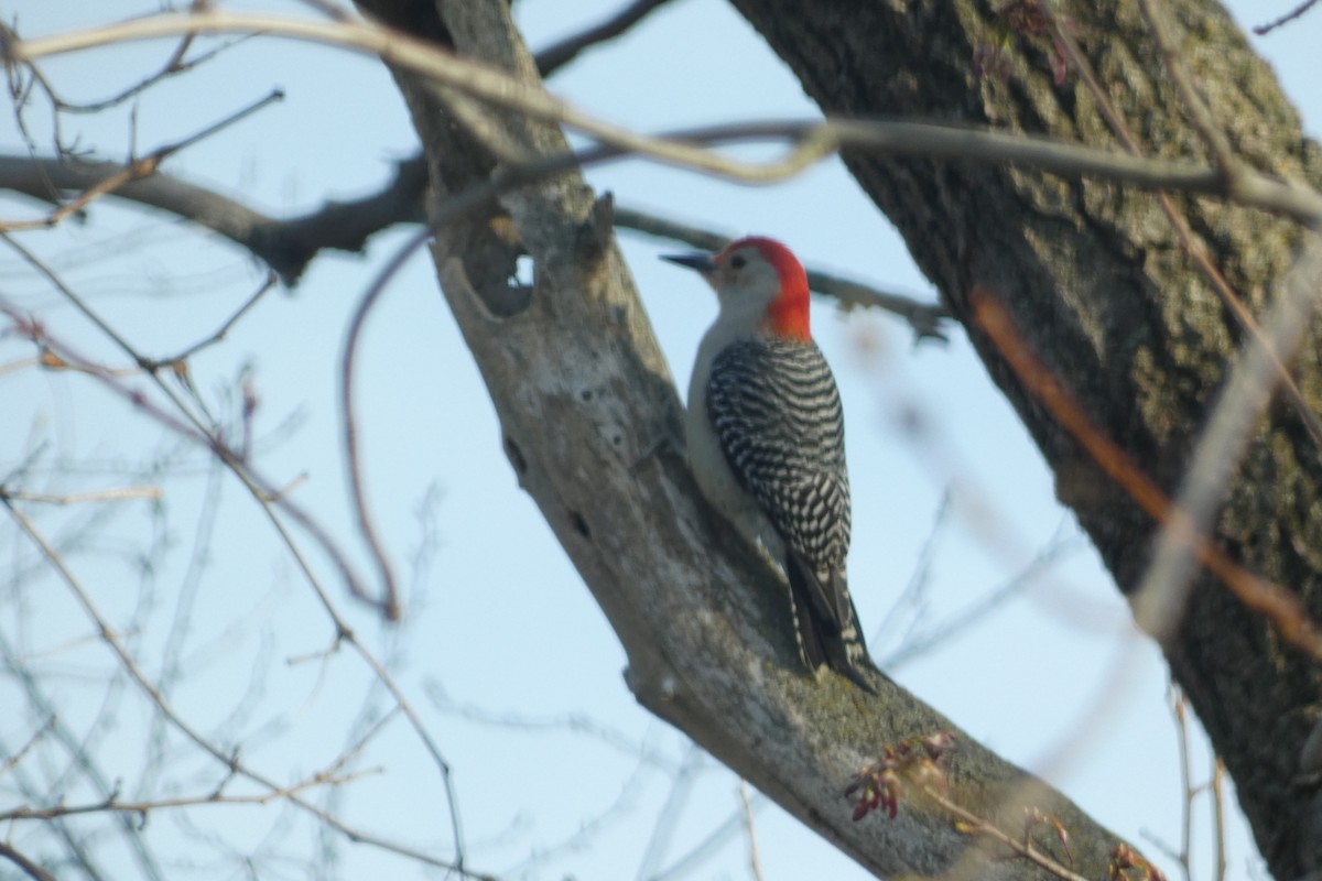 Red-bellied Woodpecker - Andrew Hillman