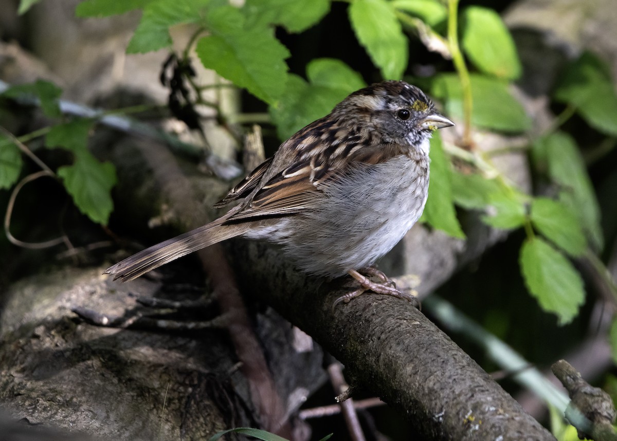 White-throated Sparrow - ML617597209