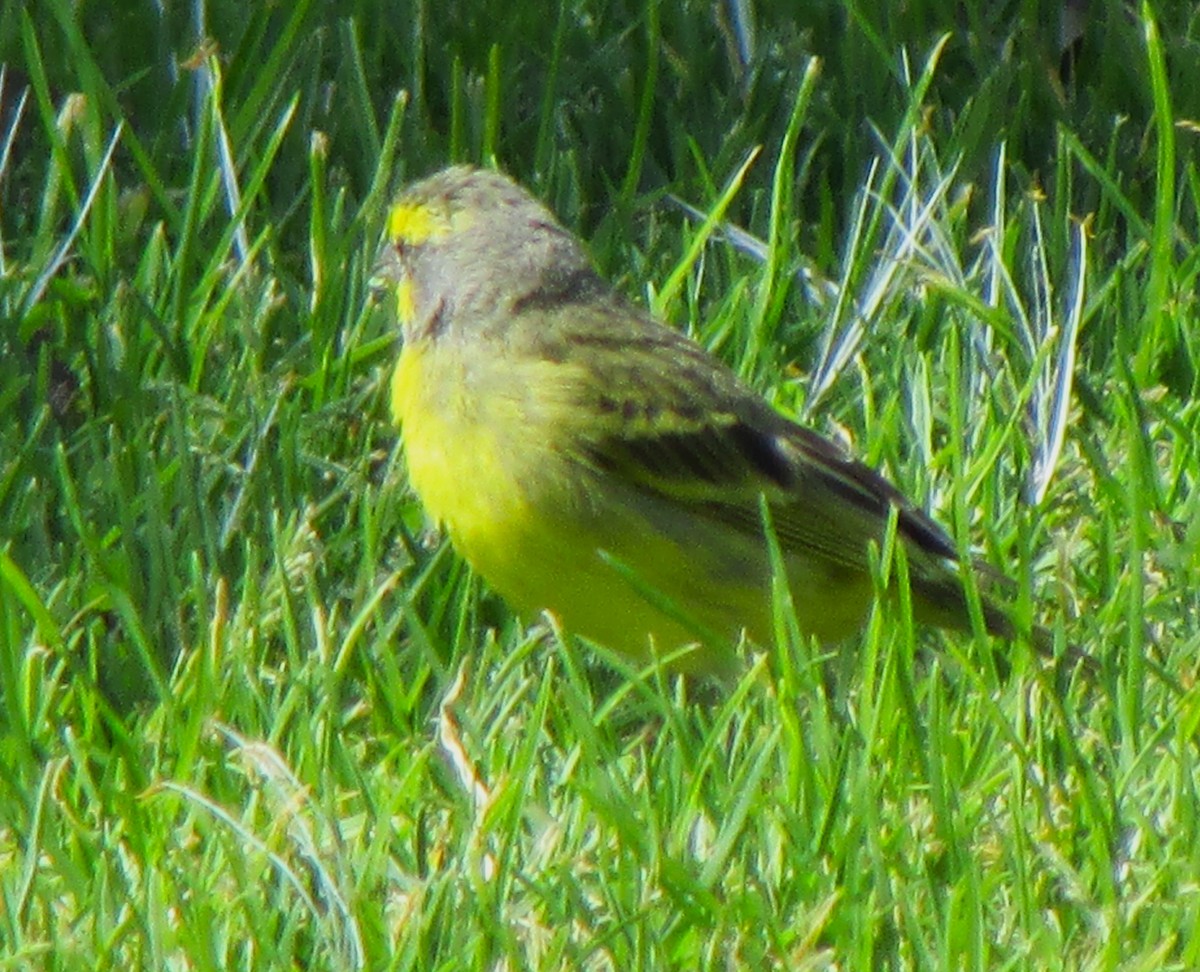 Yellow-fronted Canary - ML617597268