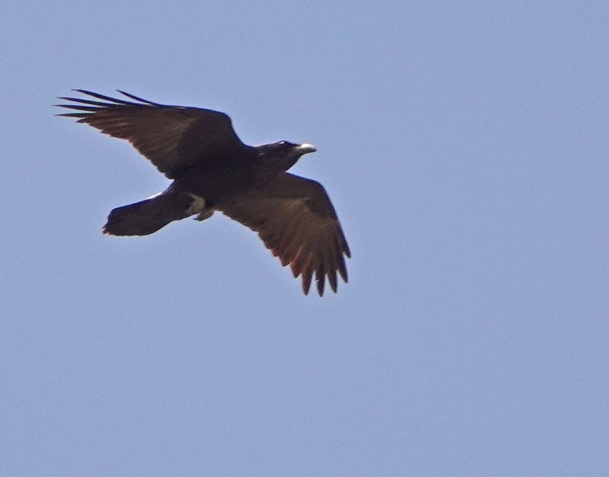 Common Raven - ML617597278