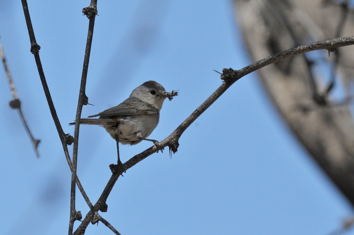 Lucy's Warbler - ML617597284