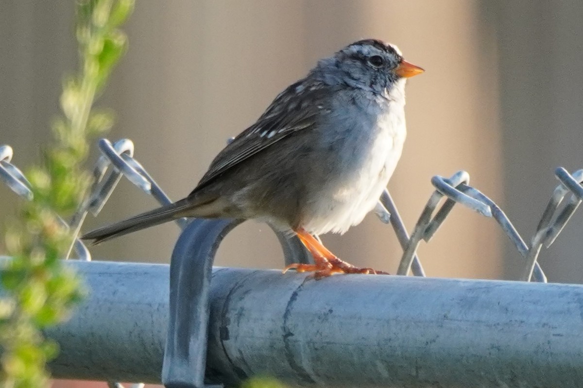 White-crowned Sparrow - Dawn Hovey