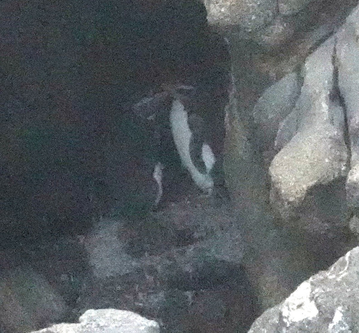 Fiordland Penguin - ML617597367