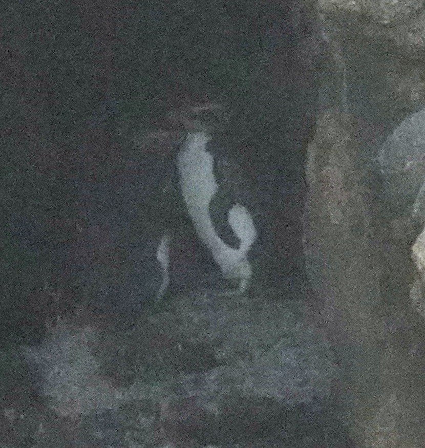 Толстоклювый пингвин - ML617597368