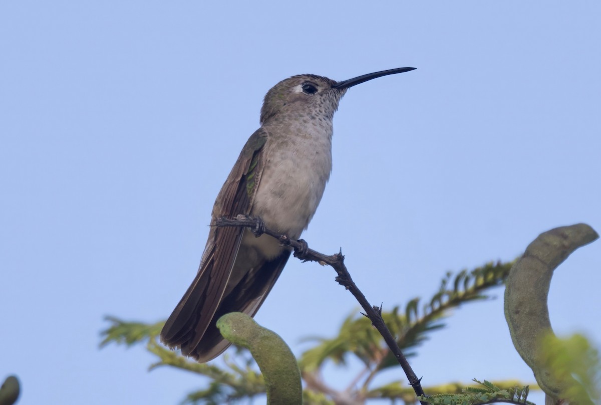 Spot-throated Hummingbird - Ken Rosenberg