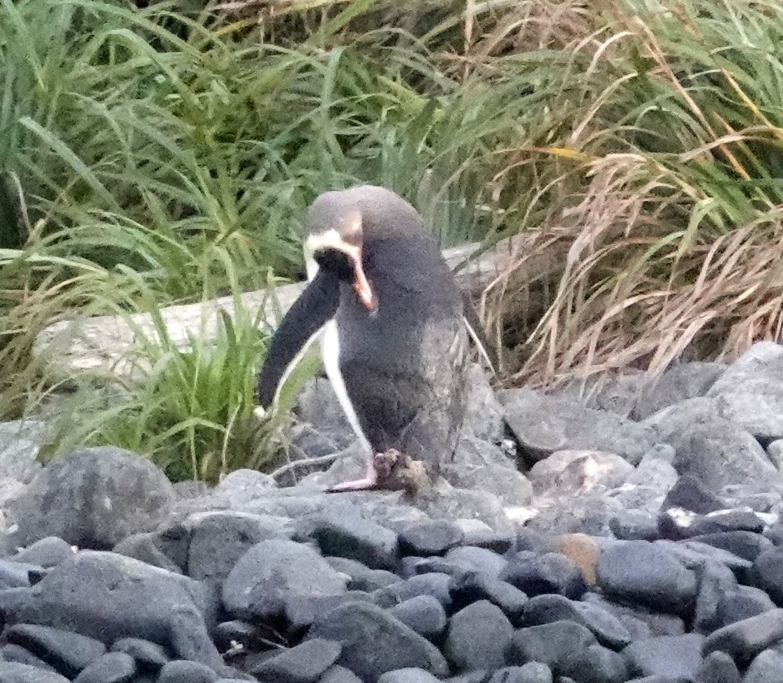 Великолепный пингвин - ML617597396