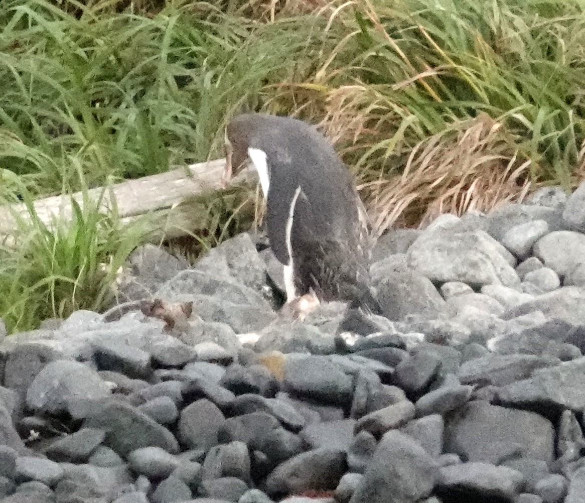Pingüino Ojigualdo - ML617597397