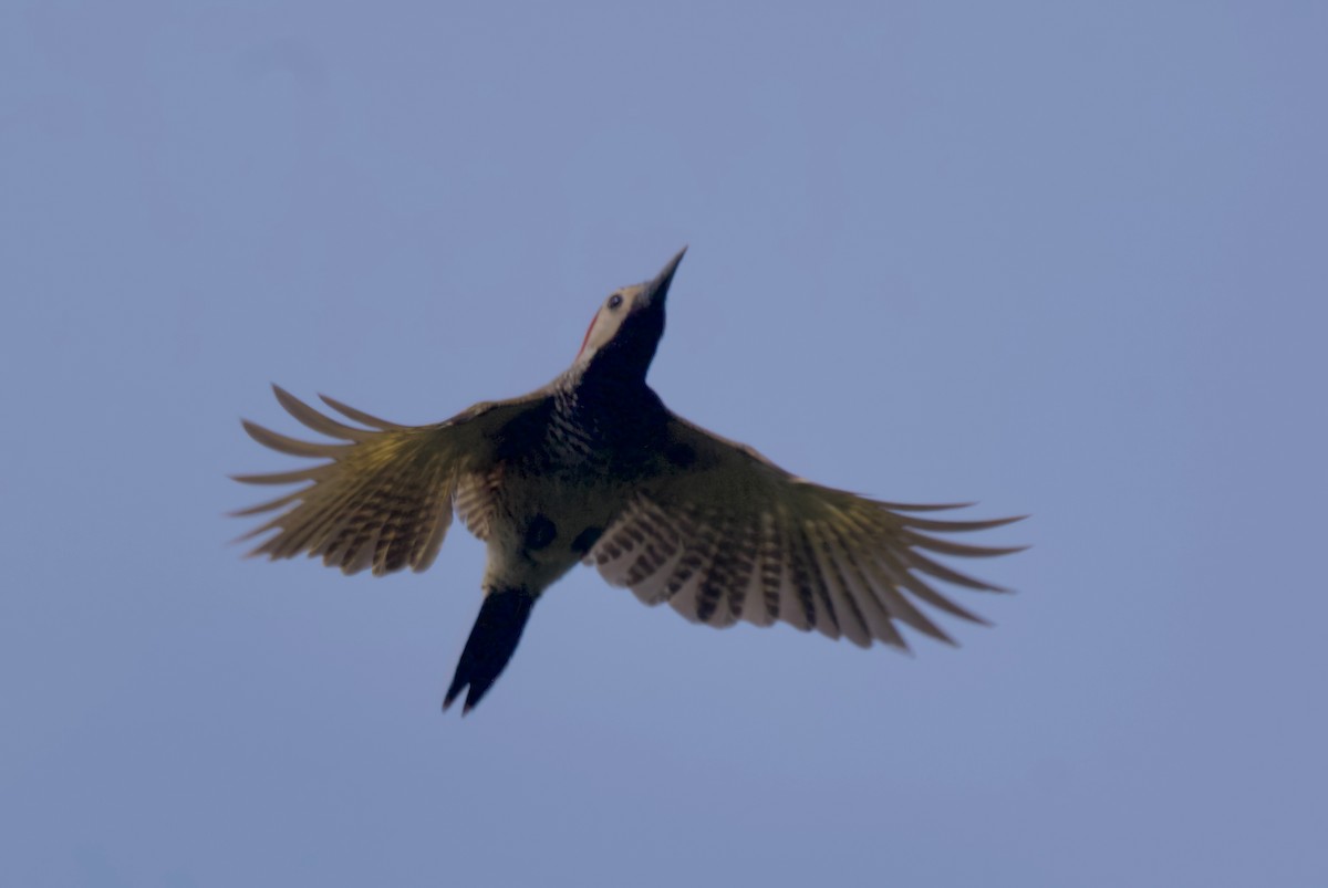 Black-necked Woodpecker - ML617597413