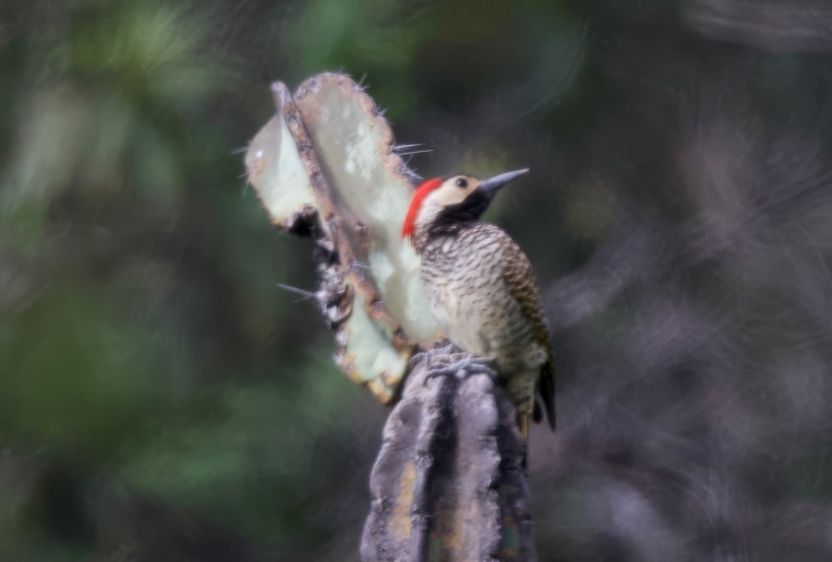 Black-necked Woodpecker - ML617597415
