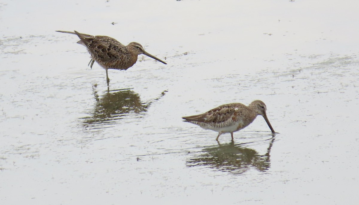 Long-billed Dowitcher - ML617597438