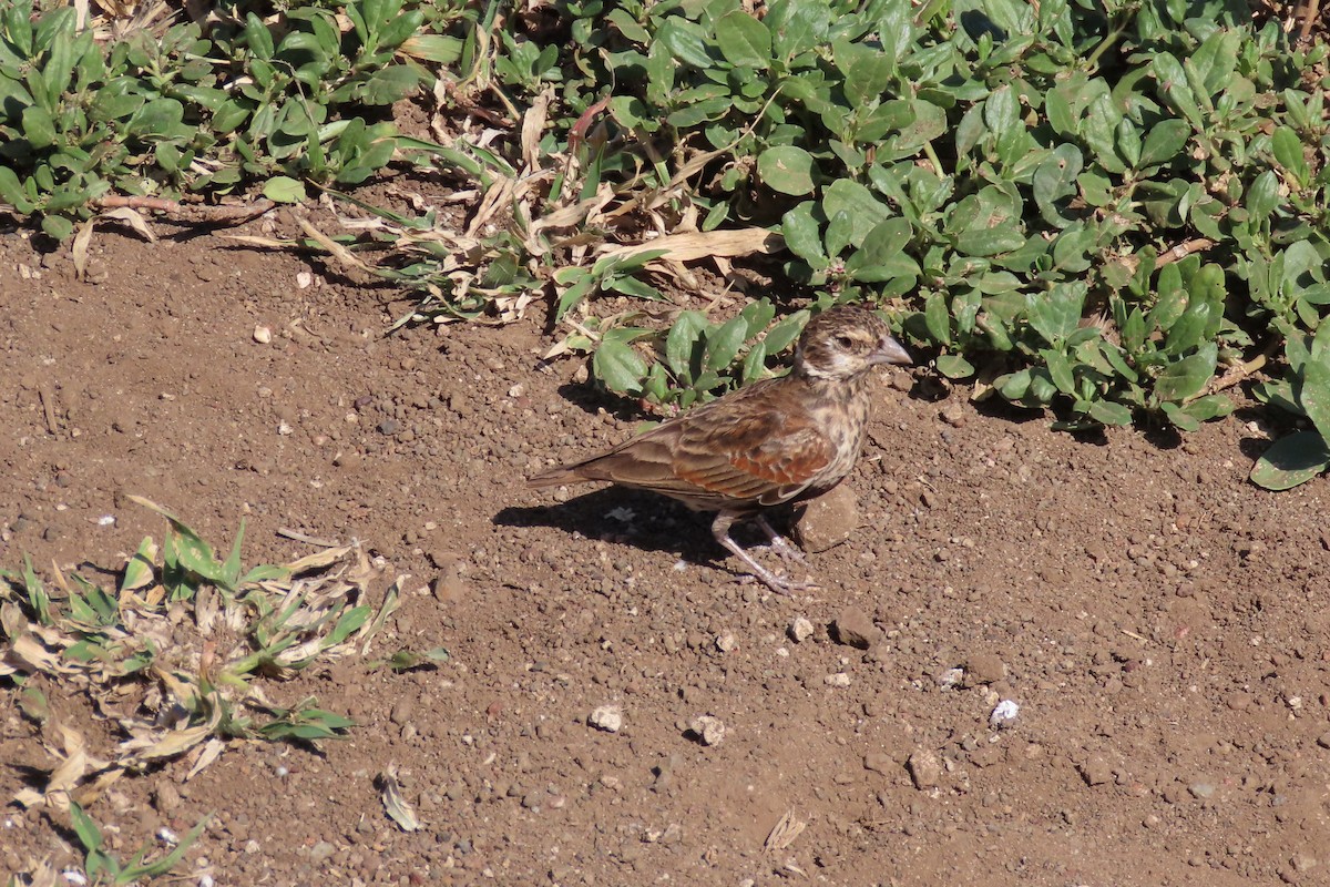 Chestnut-backed Sparrow-Lark - ML617597440
