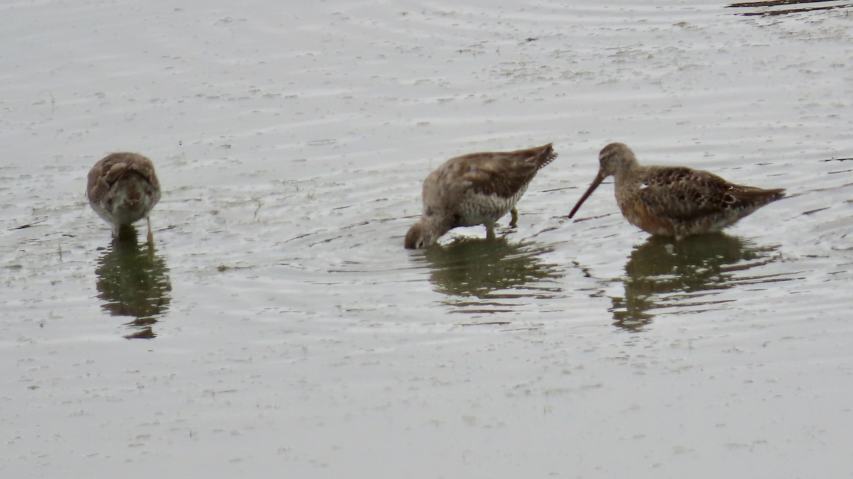 Long-billed Dowitcher - ML617597441