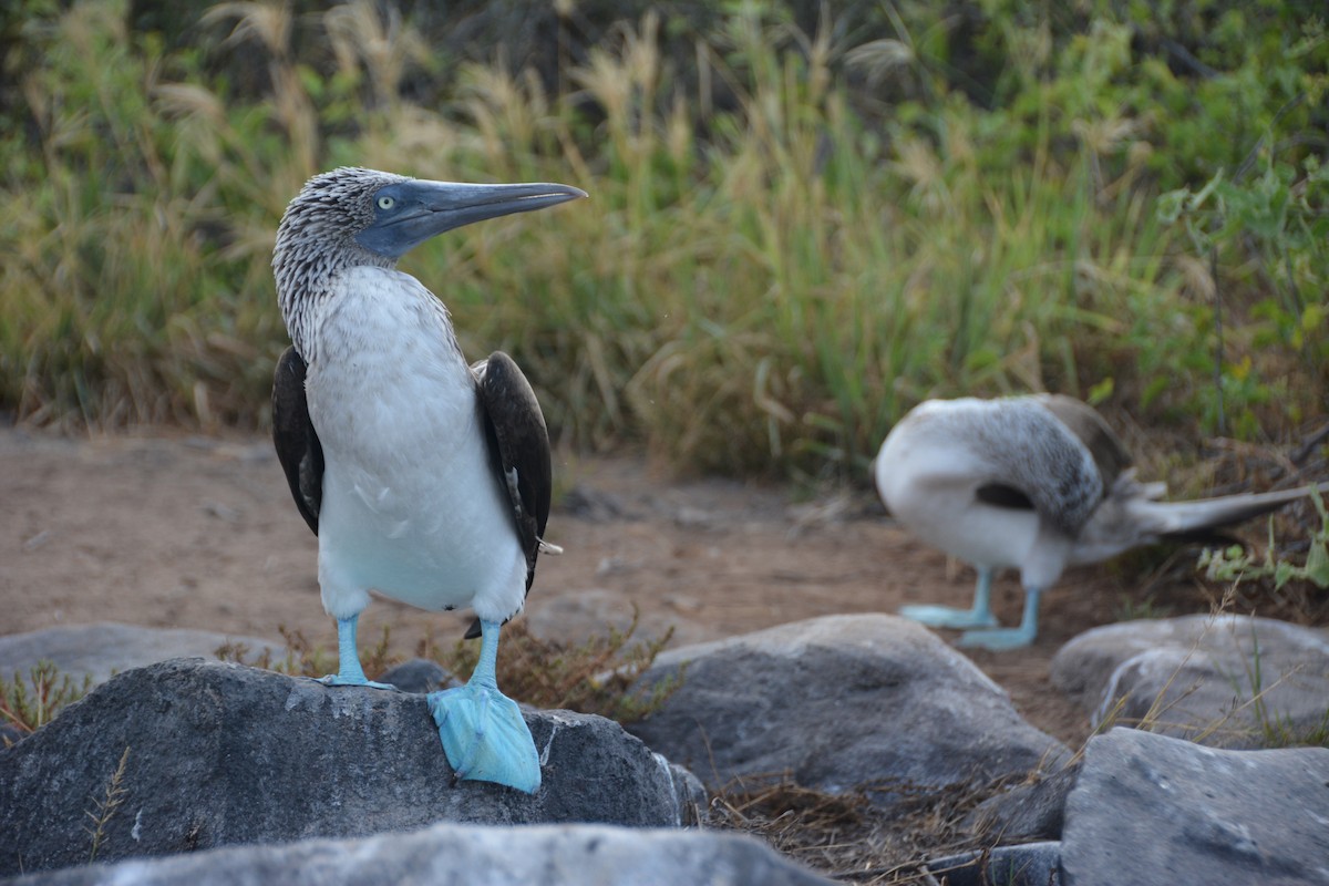 Blue-footed Booby - ML617597456