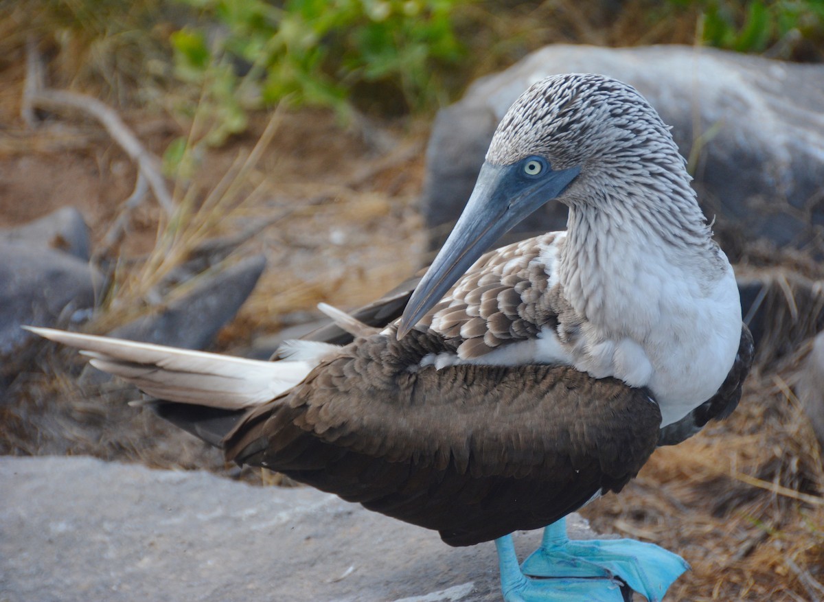 Blue-footed Booby - ML617597457
