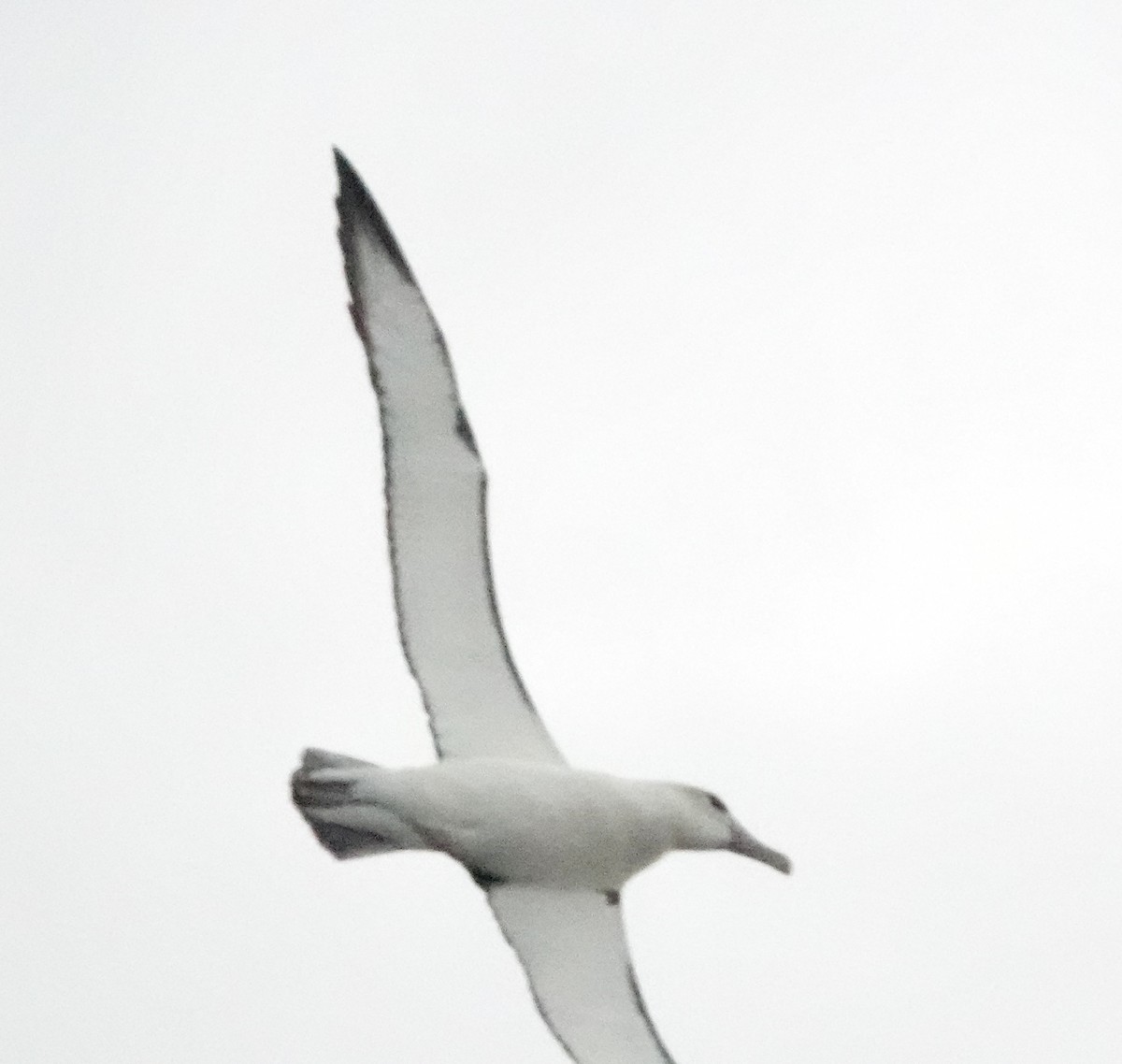 White-capped Albatross (steadi) - ML617597465