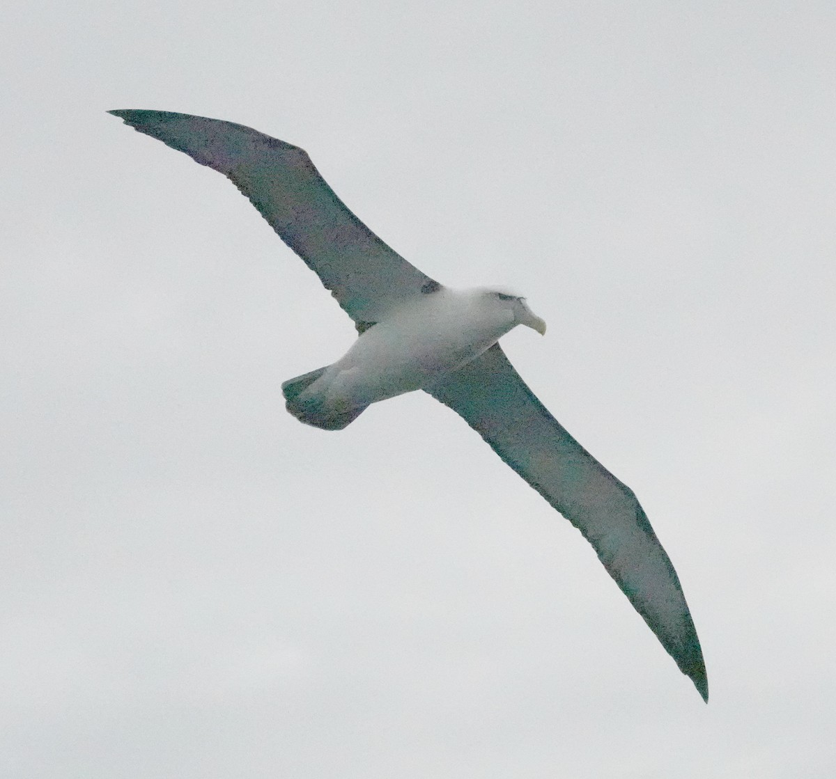 Albatros à cape blanche (steadi) - ML617597466