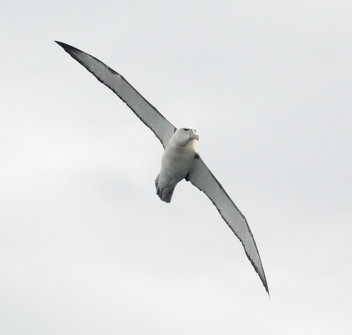 Белошапочный альбатрос (steadi) - ML617597467