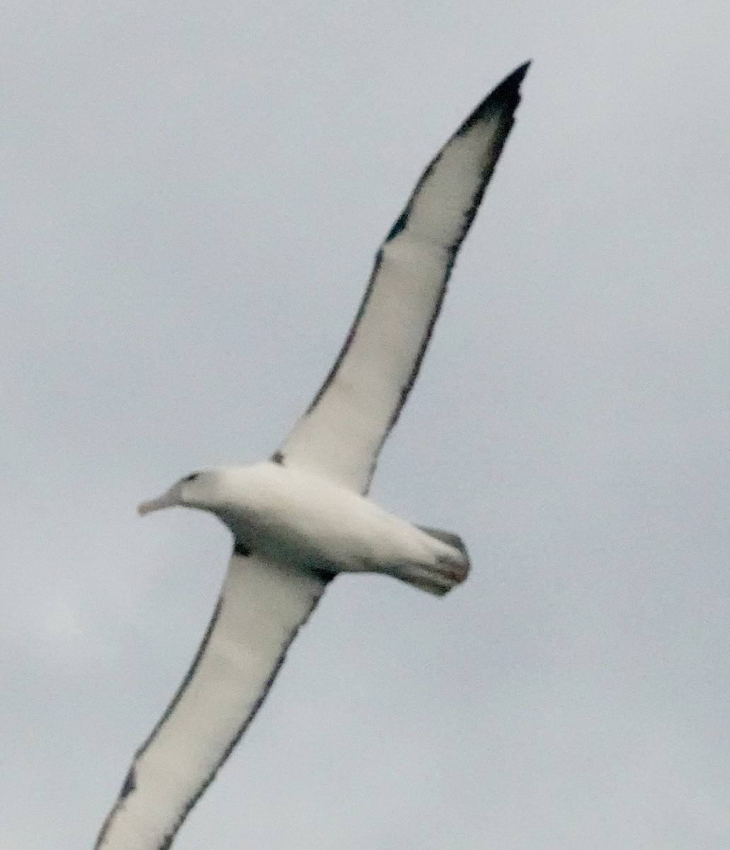 White-capped Albatross (steadi) - ML617597468