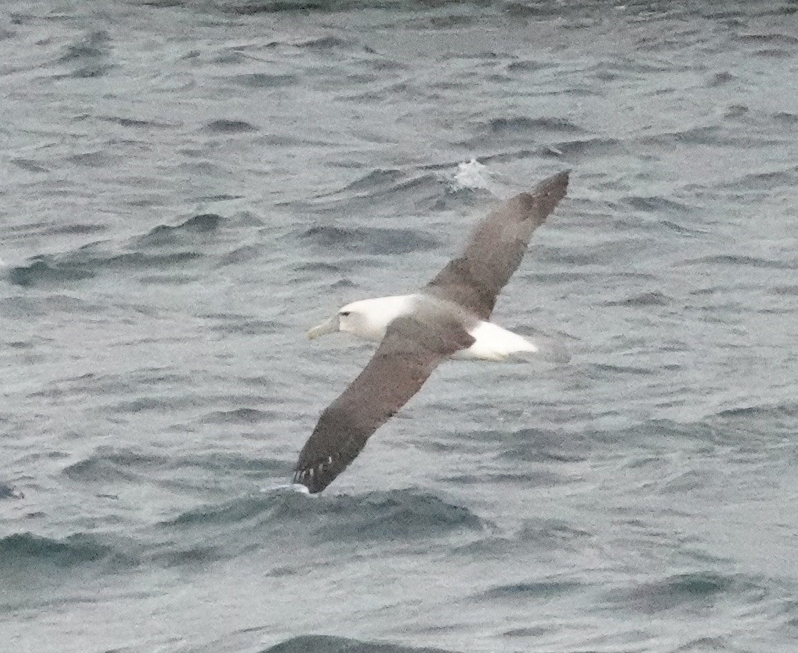 White-capped Albatross (steadi) - ML617597469
