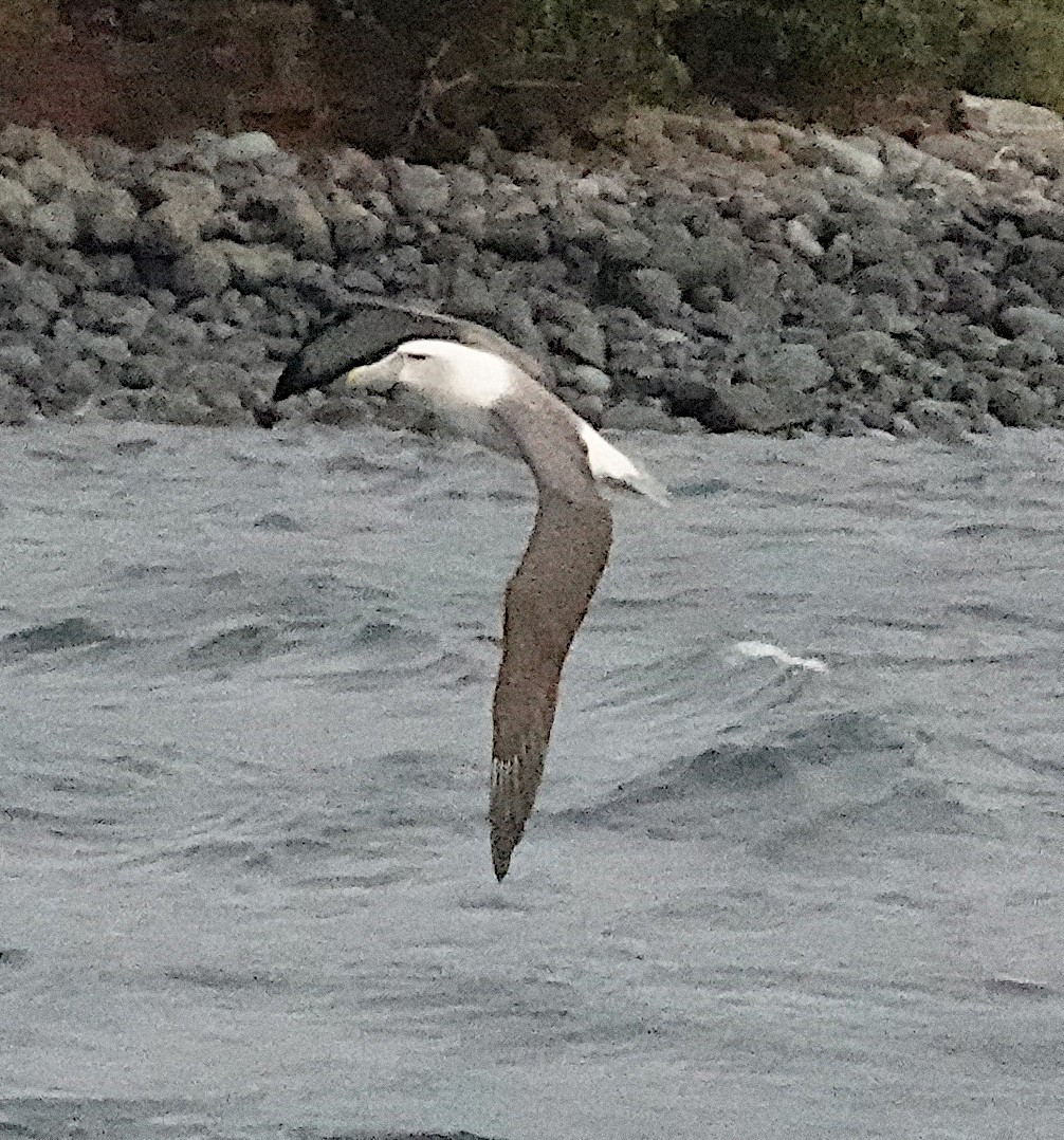 Albatros à cape blanche (steadi) - ML617597470
