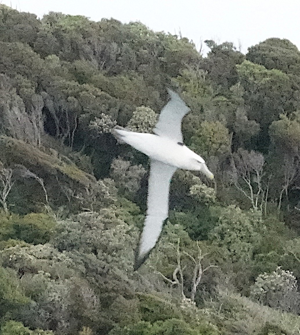 Белошапочный альбатрос (steadi) - ML617597471