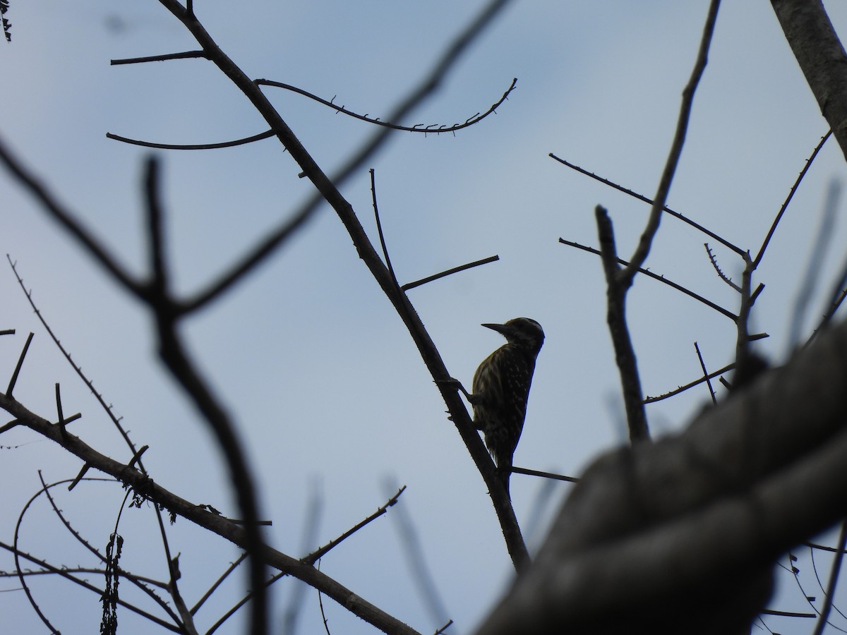 Philippine Pygmy Woodpecker - ML617597585